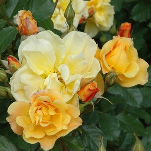 It is an upright growing variety so it can be planted in the back row of border beds.